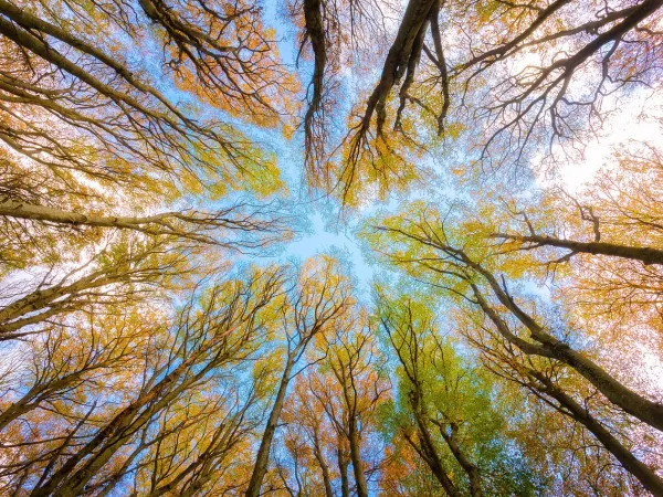 Blick vom Waldboden aus in die Baumkronen, die sich in den blauen Himmel strecken
